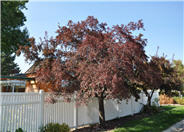 Prunus padus