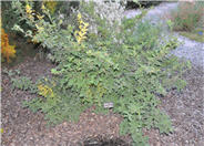 Prunus tomentosa