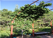 Pyrus calleryana