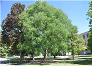 Mongolian Oak