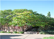 Staghorn Sumac