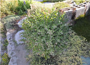 Ribes cereum 'Wax'