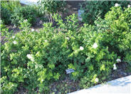 Blanc de Coubert Rugosa Rose