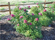 Rosa rugosa 'F.J. Grootendorst'