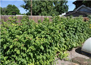 Rubus X 'Heritage'