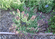 Plumosa Salvia