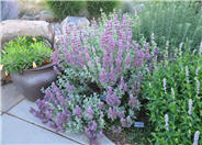 Rose Sage
