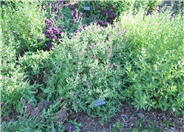 Salvia X sylvestris 'Rose Queen'