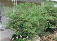 Cutleaf American Elder