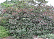Thundercloud Elderberry
