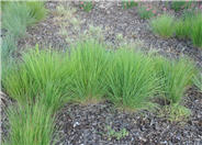 Blaze Little Bluestem