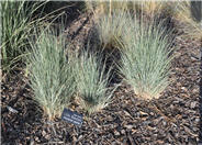 Schizachyrium scoparium