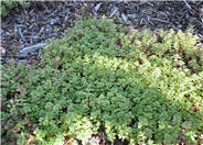Moss Sedum