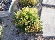Sedum acre 'Aureum'