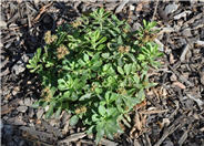 Sedum divergens 'Old Man Bones'