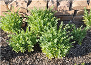 Sedum 'Herbstfreude'