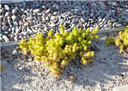 Sedum rupestre 'Angelina'