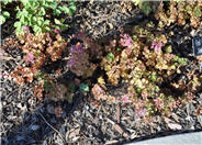 Dragons Blood Sedum
