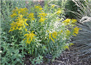 Goldenrod