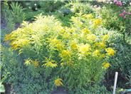 Solidago rugosa 'Fireworks'