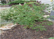 Sorbus scopulina
