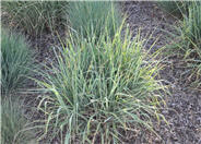 Sorghastrum nutans 'Sioux Blue'