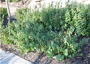 Spiraea betulifolia