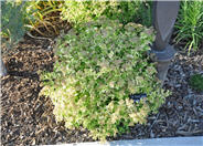 Gold Mound Spirea