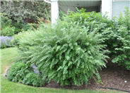 Spiraea x cinerea 'Grefsheim'