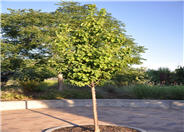 Syringa reticulata 'Ivory Silk'