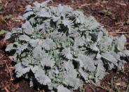 Tanacetum densum spp. amani