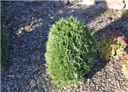 Thuja occidentalis 'Hetz Midget'