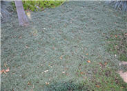 Thymus lanuginosus