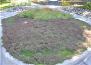 Thymus serpyllum coccineus