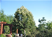 Sterling Silver Linden