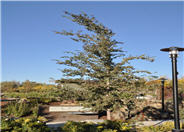 Ulmus parvifolia 'Emer ll'