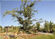 Ulmus 'Morton'