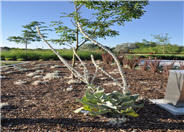 Silver Mullein
