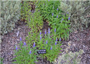 Sunny Border Blue Speedwell