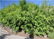 Blackhaw Viburnum