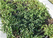 Bowles Vinca