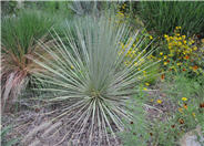 Yucca rostrata 'Sapphire Skies'.