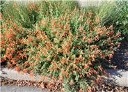Mountain Flame Hummingbird Trumpet