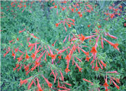 Creeping Hummingbird Trumpet