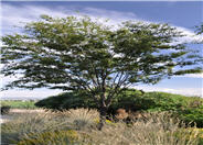 Green Vase Zelkova