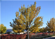 Wireless Zelkova