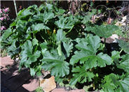 Cucurbita pepo