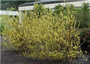 Forsythia