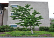 Ginkgo biloba