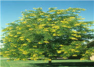 Gleditsia triacanthos 'Sunburst'